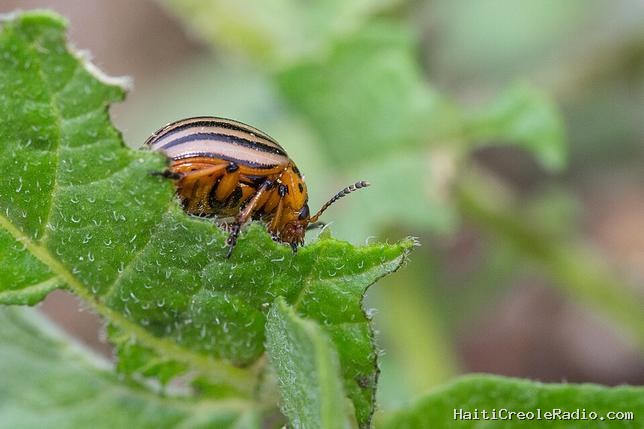 La Belgique autorise un pesticide génétique : une inquiétante première en Europe