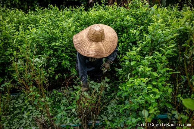 La Colombie veut relancer l’aspersion aérienne des champs de coca avec un herbicide potentiellement dangereux