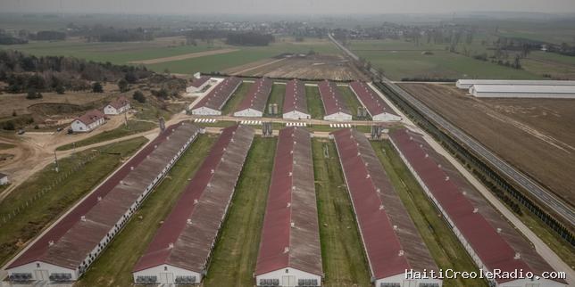 La filière avicole polonaise redoute les effets de l’accord avec le Mercosur
