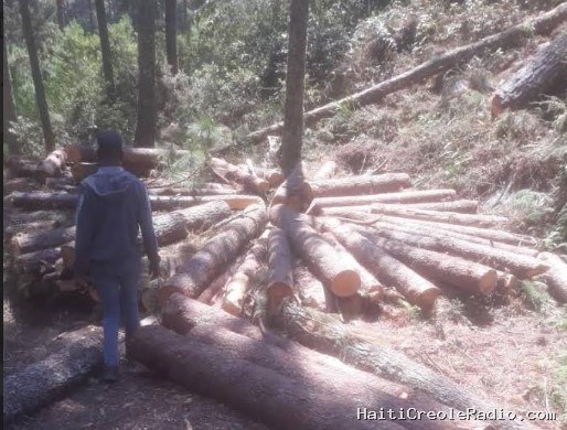 La Forêt des Pins au bord de l’effondrement, alerte un collectif écologiste
