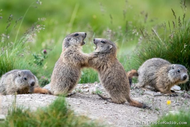 La France se mobilise pour mettre fin à la chasse à la marmotte : une “question d’ordre moral”