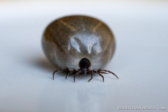 La grande peur des tiques aux États-Unis doit-elle faire renoncer aux sorties dans la nature ?