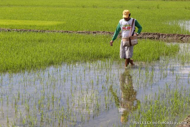 La laborieuse quête d’un riz moins producteur de méthane