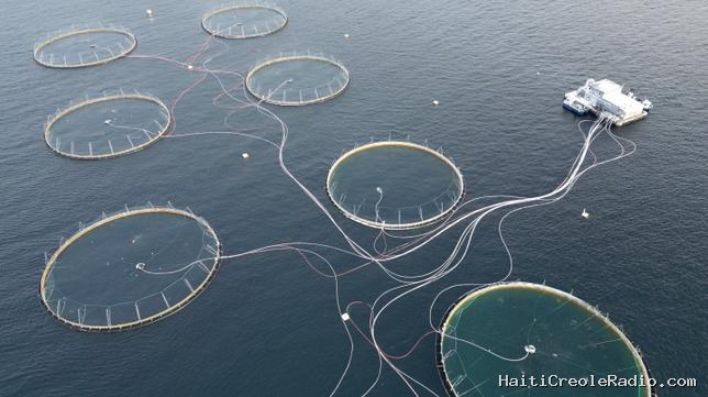 La pisciculture, grande pollueuse des eaux norvégiennes