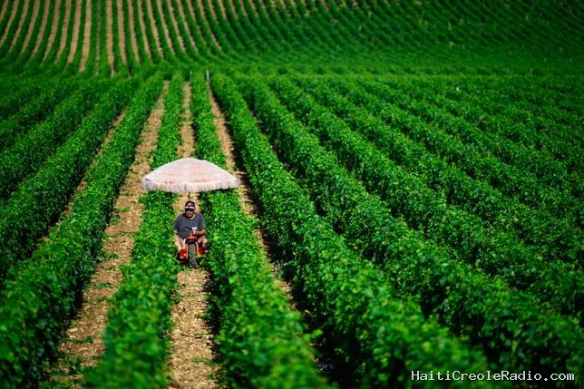 La Romanée-Conti “n’est pas le plus beau vignoble”, mais on y produit le vin le plus cher