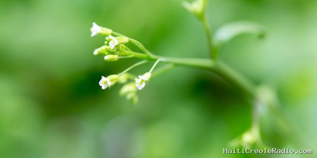 Le ballet épigénétique derrière la floraison des plantes mis au jour