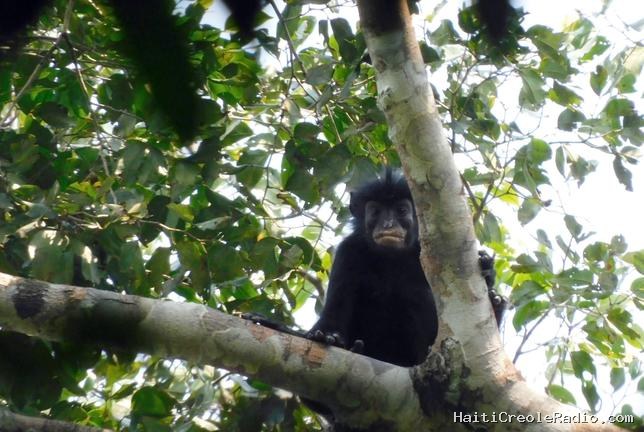 Le “likweli”, une nouvelle espèce de singe aux lèvres orange et au « cri de grenouille », identifiée en RDC