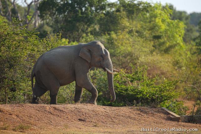 Le Portugal accueille le premier sanctuaire européen pour éléphants