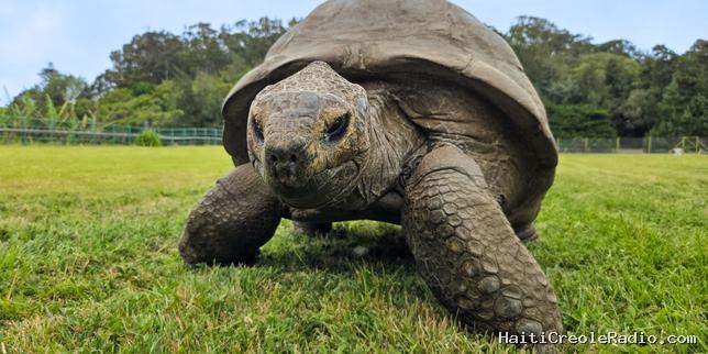 Le secret de longévité de Jonathan, une tortue de 194 ans de l’île de Sainte-Hélène, caché dans son ADN