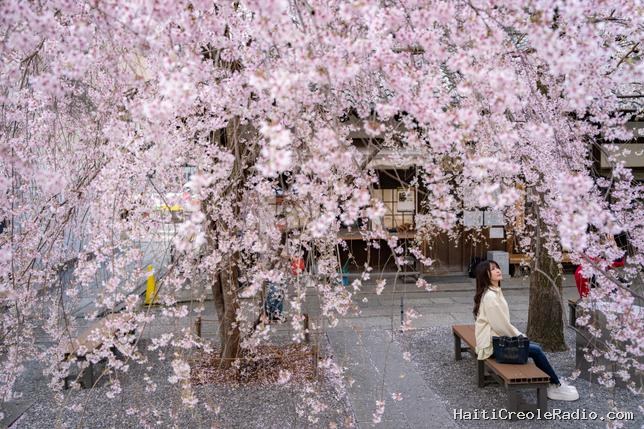Les données sur la floraison des cerisiers au Japon ont un nouveau protecteur