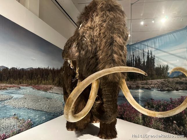 Les mammouths femelles étaient la cible privilégiée des chasseurs de l’ère glaciaire
