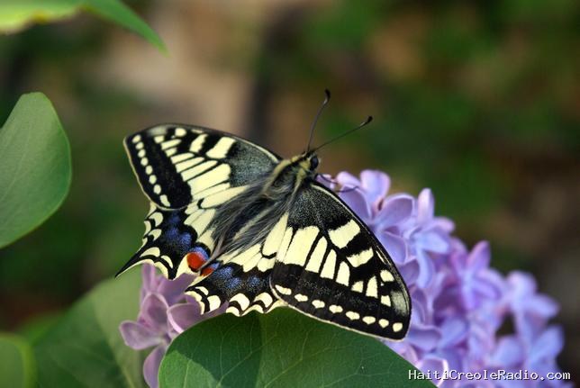 Les papillons échappent aux oiseaux grâce à une illusion d’optique