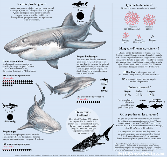 Les requins ne sont pas les monstres que l’on croit