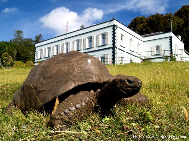 Les secrets de longévité de Jonathan la tortue, “en pleine forme à 194 ans”