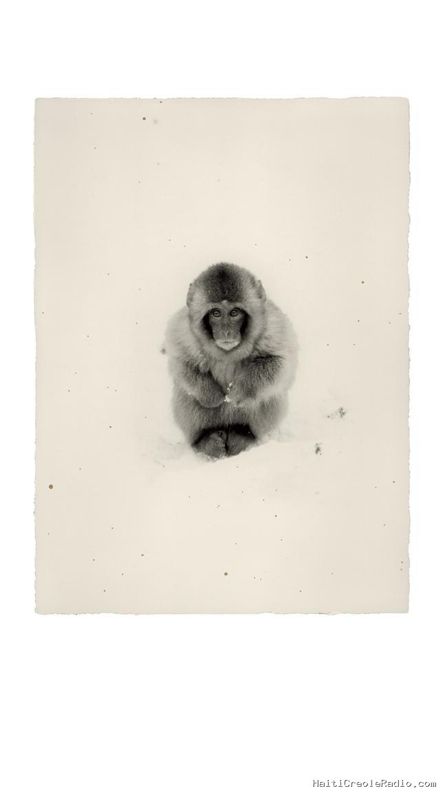 Les singes, héros des “haïkus visuels” de Masao Yamamoto