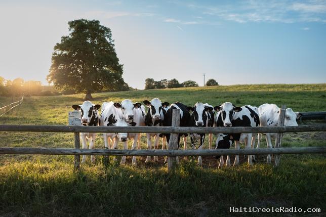 Les vaches reconnaissent les visages des humains, et ont même un attrait pour la nouveauté