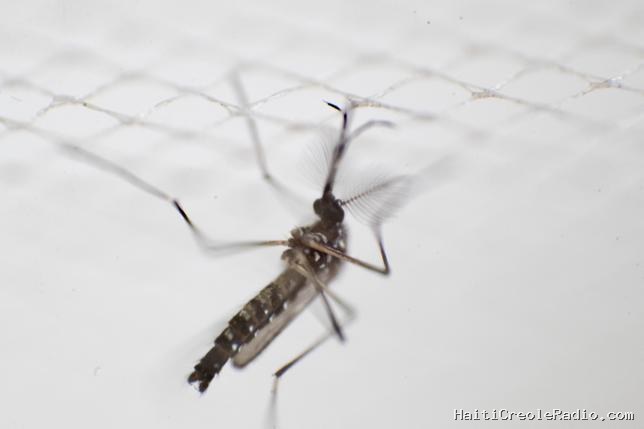 Moustiques : le répulsif DEET pourrait les attirer au lieu de les faire fuir