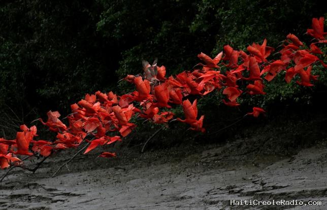 Observer les oiseaux, c’est une façon de voir le monde