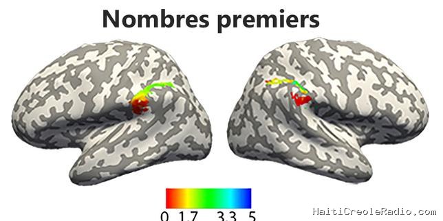 Où les nombres entiers et les fractions vont-ils se cacher dans notre cerveau ?