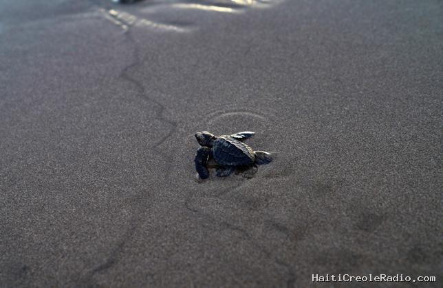 Pour la première fois, des tortues de mer pondent sur des plages de Californie