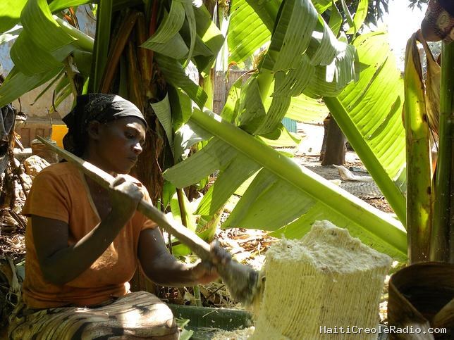 Pourquoi l’ensète, cet “arbre contre la faim”, n’est-il cultivé qu’en Éthiopie ?