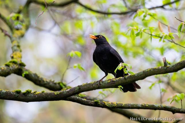 Pourquoi nous apprécions certains chants d’oiseaux plus que d’autres