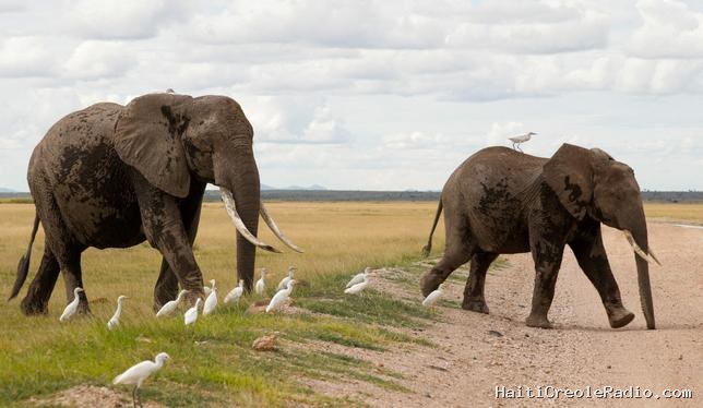 Protection des éléphants : le Kenya confronté à la “rançon de son succès”