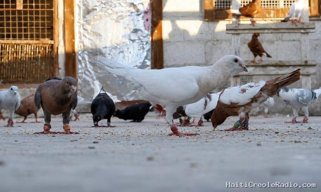 Rafiq, éleveur de pigeons en Syrie : “Cette obsession vous tient à l’écart du monde”