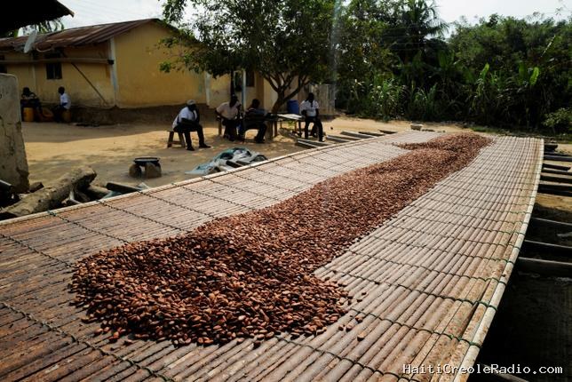 Rififi sur le cacao entre le Ghana et la Côte d’Ivoire, les deux premiers producteurs mondiaux