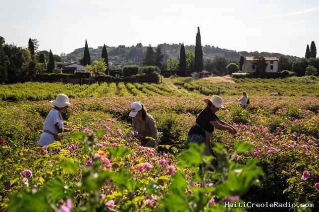 Tous les parfums mènent à Grasse