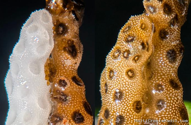 Un corail blanchi guéri au contact d’un corail sain en seulement quelques jours