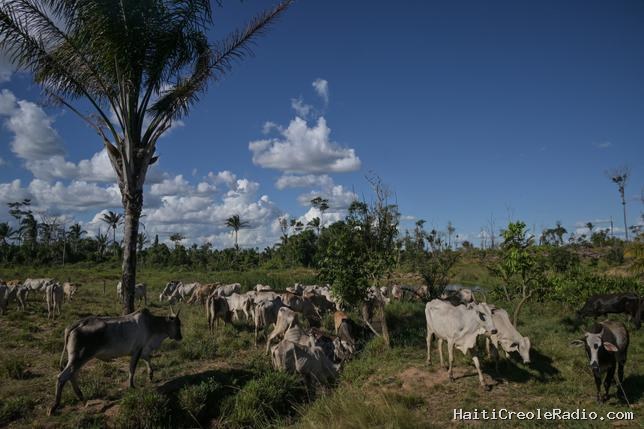 Une Amazonie affaiblie craint les ravages d’El Niño Godzilla