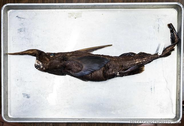 Une nouvelle espèce de “requin fantôme” découverte au Costa Rica