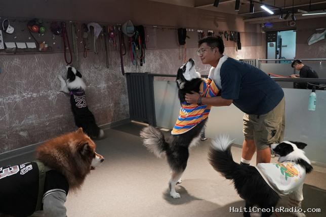 Voyages en avion, fitness… En Chine, le florissant secteur des animaux de compagnie